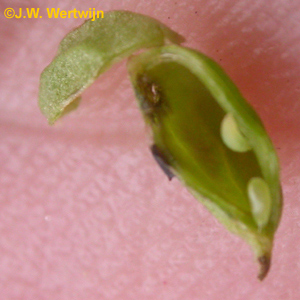 Twee Poelruitgal-muggenlarven (Ametrodiplosis talictricola larva)